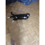 Cats dogs unicorn