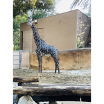 Cecilo
