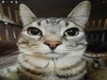 VictorFireX Official
