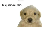 Alex El Leon YT