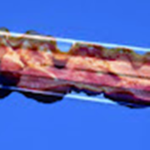 BaconInAGroup