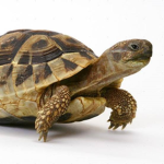 turtle island cup