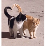 Breads Loafs