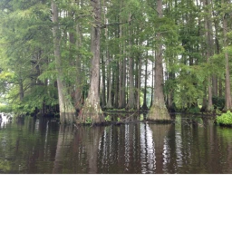 "Damaging Swamps For Your Biggest Pleasure" icon