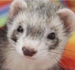 The Union of Ferrets