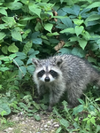 ・Raccoon squad・