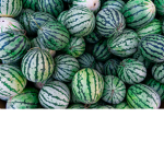 The great watermelons