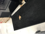 Themushrooms