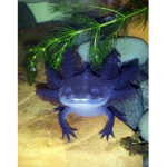Axolotl gang (cool Axolotl)