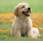 Dogs Give Robux!