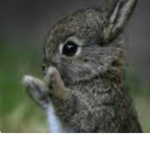 Bunny_House
