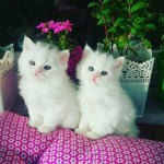 cute kittens:>