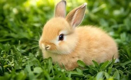 Untitled Rabbit Game *[BETA]*