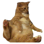 no c gato