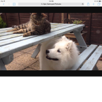 Dog fans of the world