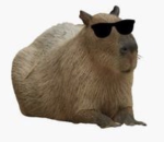 Da Capybara Gang.