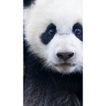 Baby panda fan group