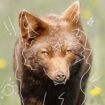 Furry and therians 101