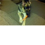 German Shepherd Lovers