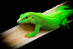 Lizard CO.games!
