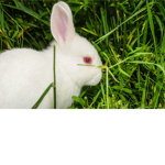 bunny rabbit hop