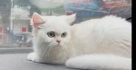 White snow cat