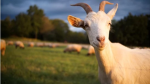 MYSTERIOUS GOATS