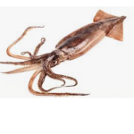 The chill squid