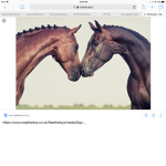 Makayla horselove
