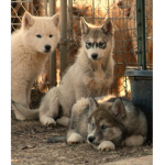 huskys are cute