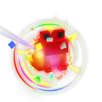 Rainbow Mistletoad