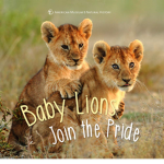 Baby Lion fan club