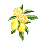 Lemon stables