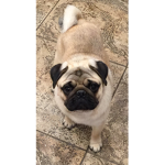 fatdj_pug