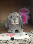 Bunnybunbunbunbun