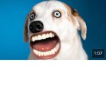 Dog must like