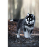 Wolf pack for wolf
