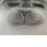 ALPHA SEAL