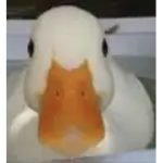 ••Duck group••
