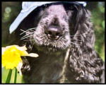 🐶 Awesome Dog Spy Club 🐶
