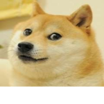 The Doge Clan For People And The Doge