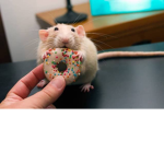 #1 Rat Army!