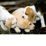 Animal CLUB!!!