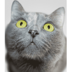 The nice cat group