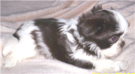 R.I.P Louie my dog Death date 9/13/11