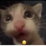#furrys