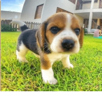 ¡Beagles!
