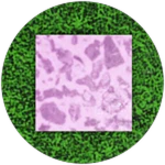 Pink_Pebble.obj