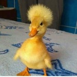 Agency duck
