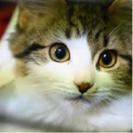 Cats-armyy